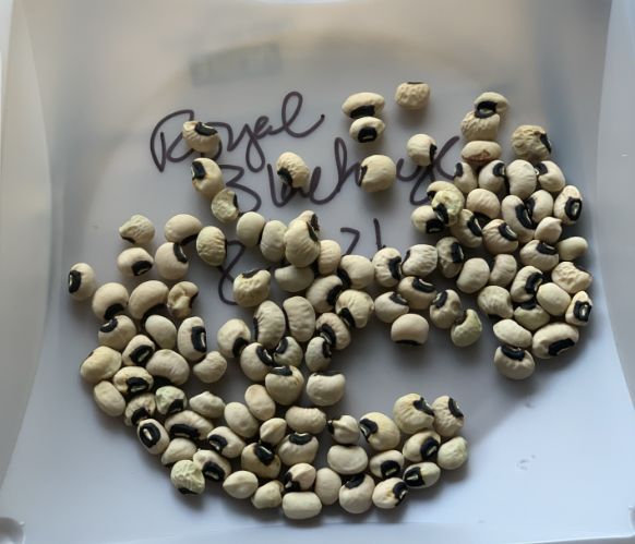 ‘Royal Blackeye’ Southern Pea